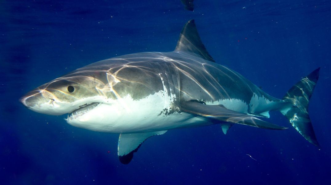 Shark attack 1 - L'attaque des requins tueurs